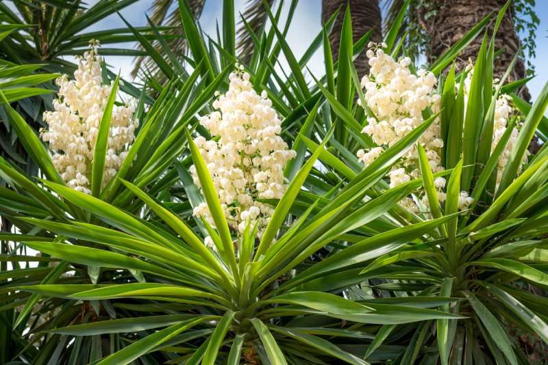 Yuca en flor