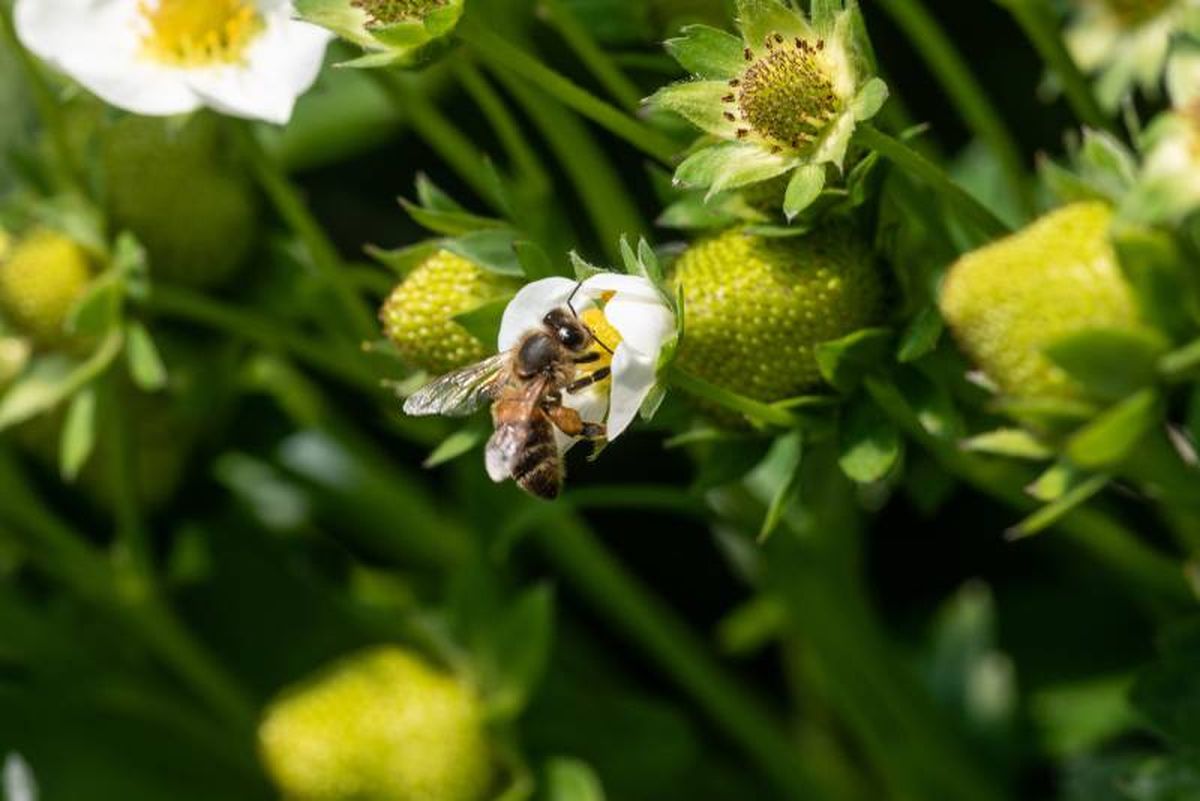 Pueden ser en ocasiones dolorosas y causar reacciones alérgicas.