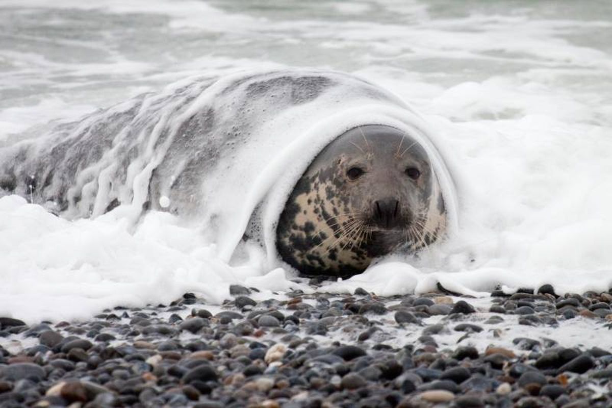 Al contrario que la mayoría de las especies, las focas evolucionaron a partir de los animales terrestres.