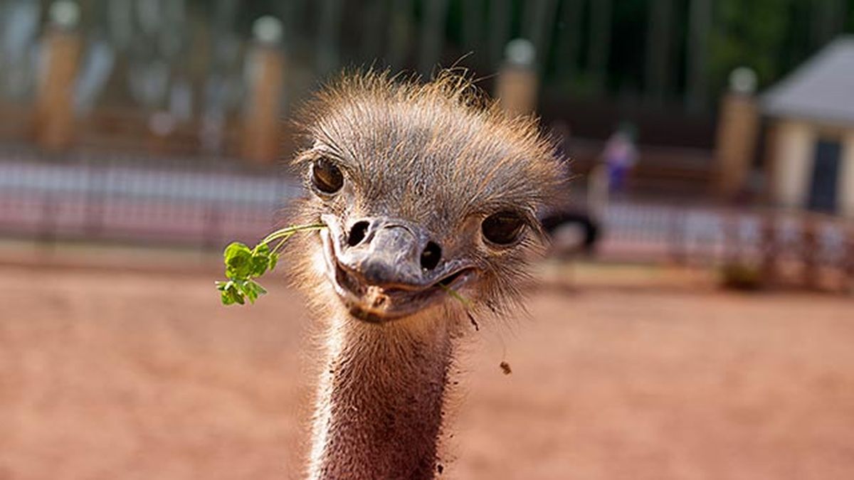 animales felices 16 avestruz