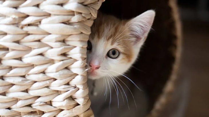 como darle una pastilla a un gato 3