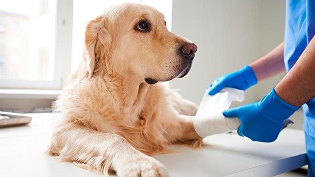 Las mascotas mayores con problemas de huesos como artrosis y artritis.