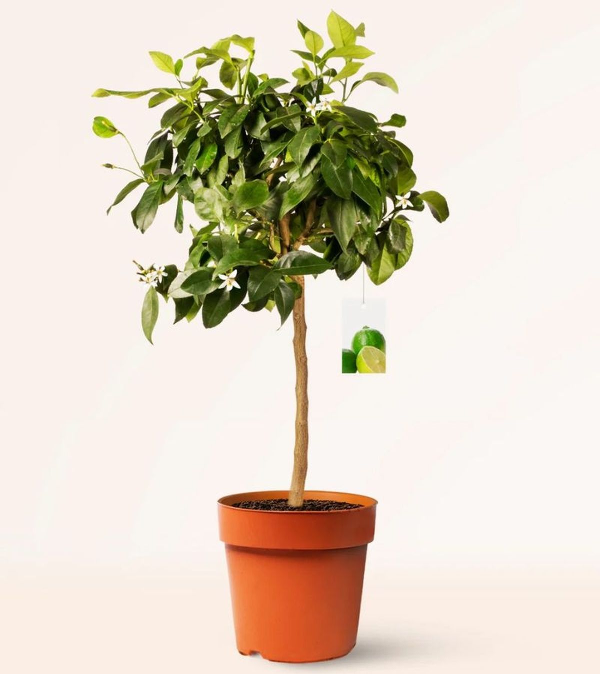 Lima Citrus Aurantifolia