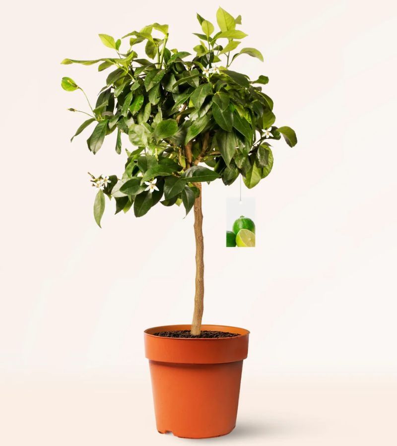 Lima Citrus Aurantifolia