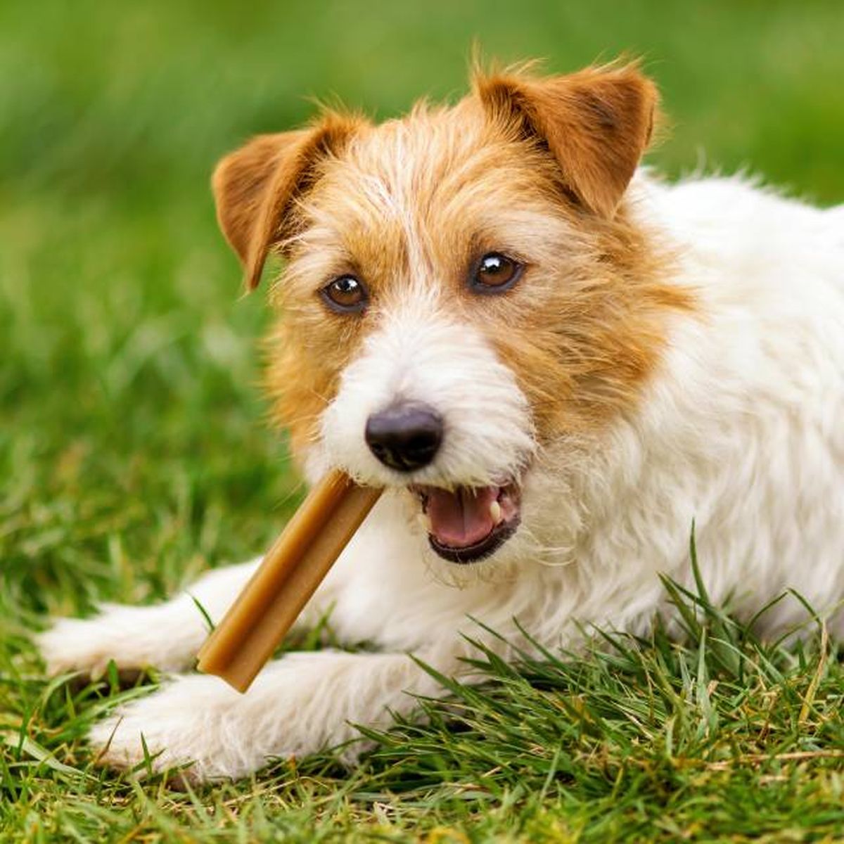 productos para perros mas vendidos amazon snack dental