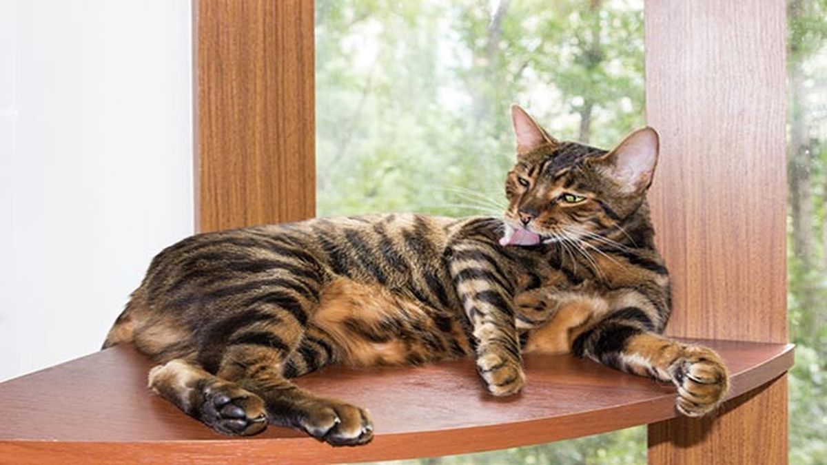 gato toyger descansando