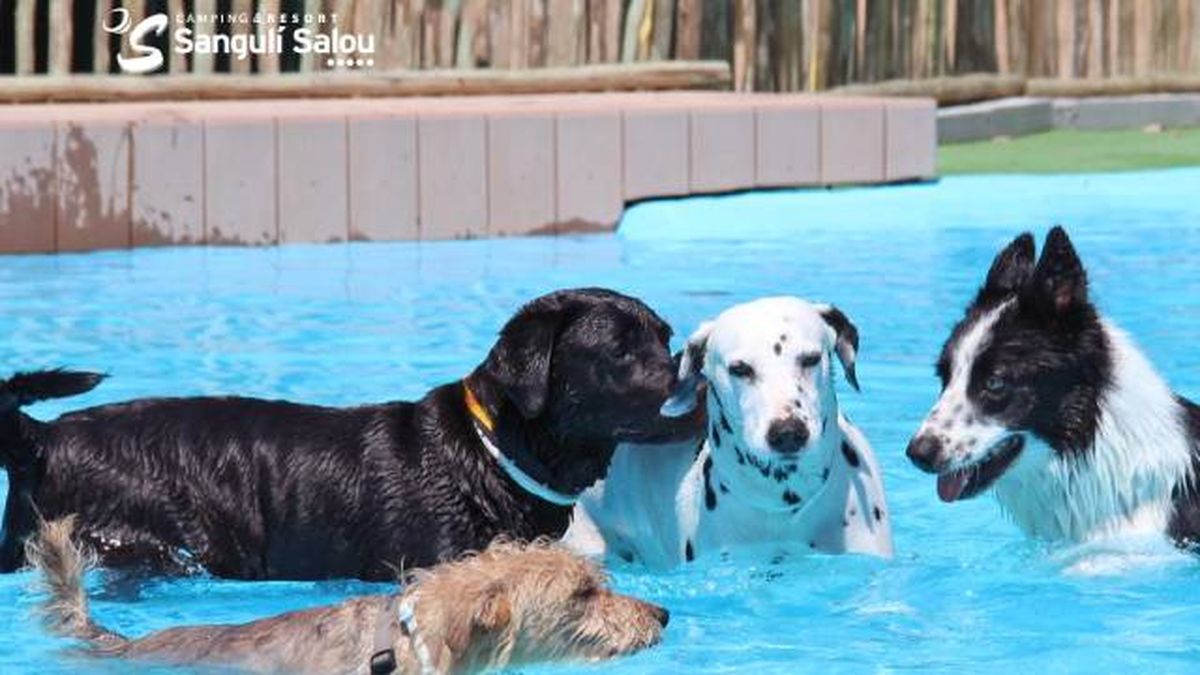 Camping dogfriendly admite mascotas Sanguli Salou Tarragona Dog Pool