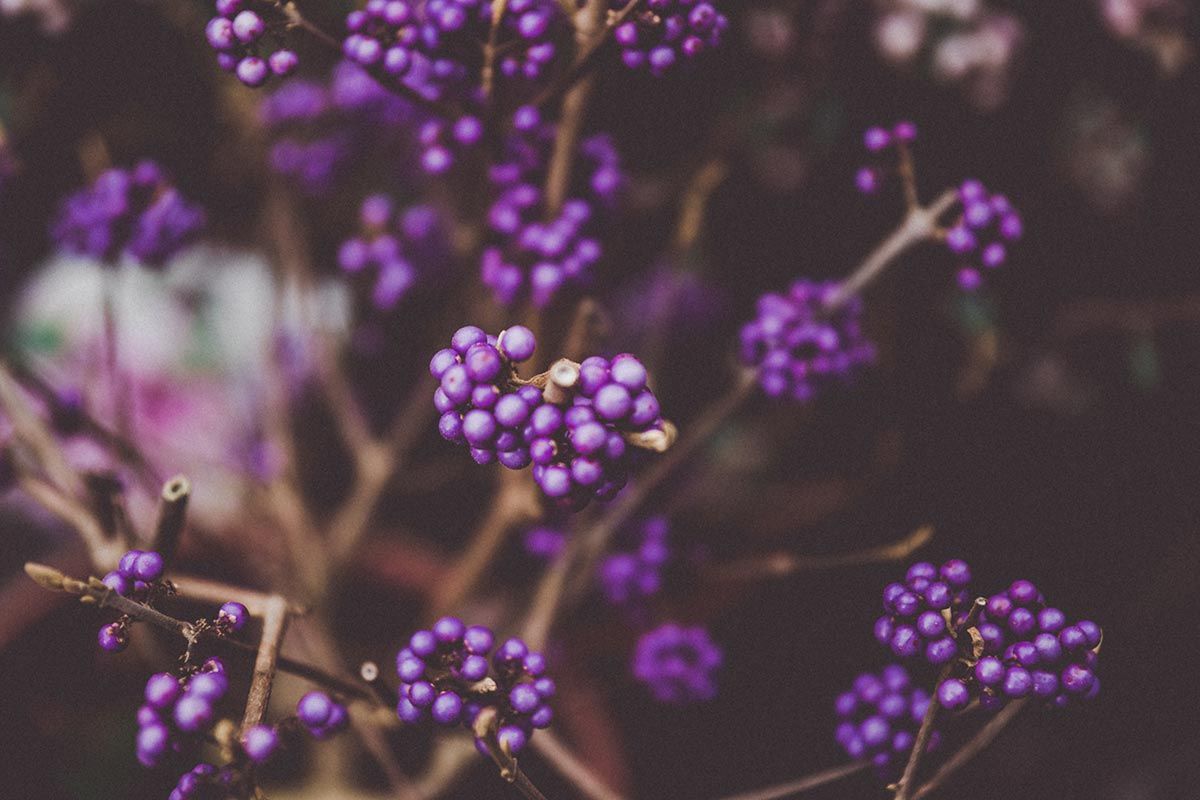 972 bayas invernales atipicas calicarpa