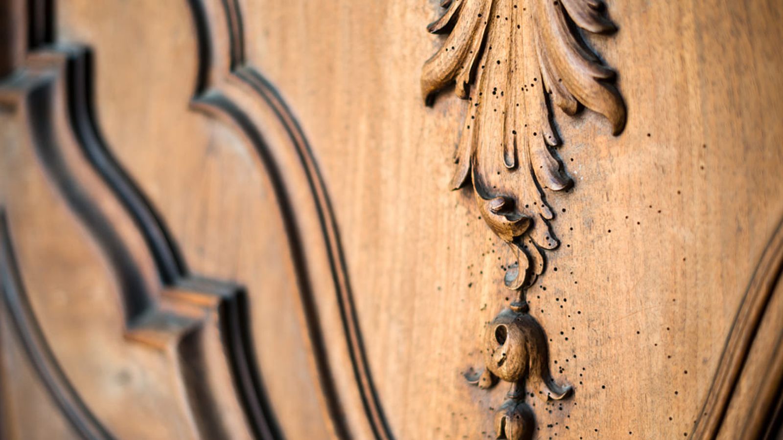 Bricomania 341 Tratamiento carcoma xl