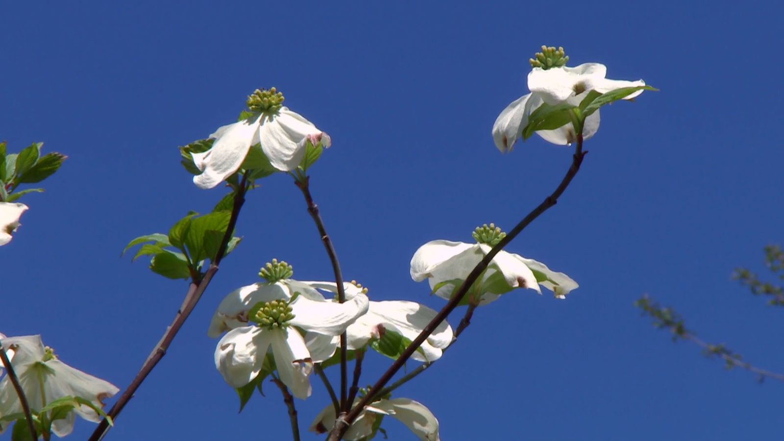 deco 694 cornejo florido xl