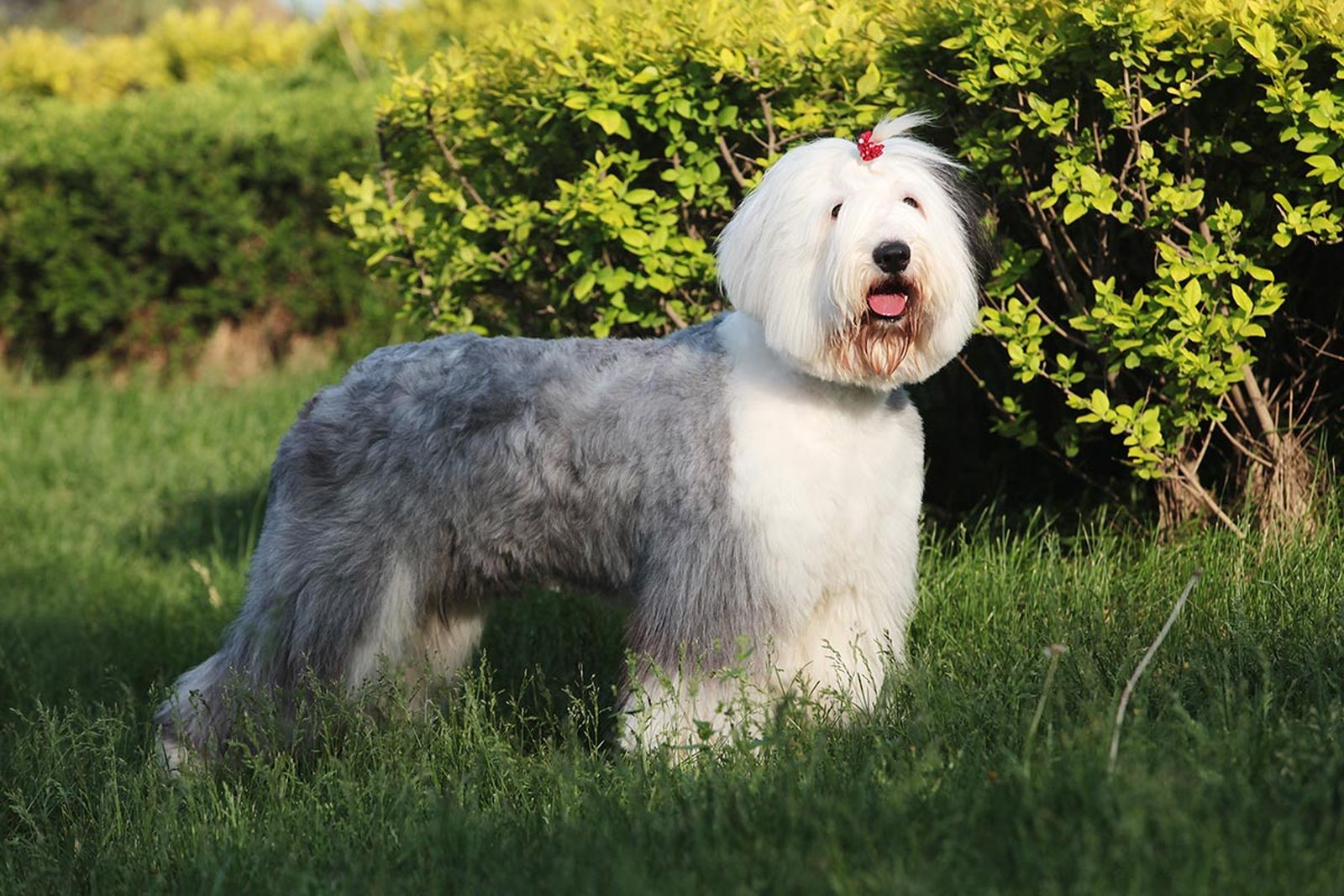 mascotas perros raza bobtail 5