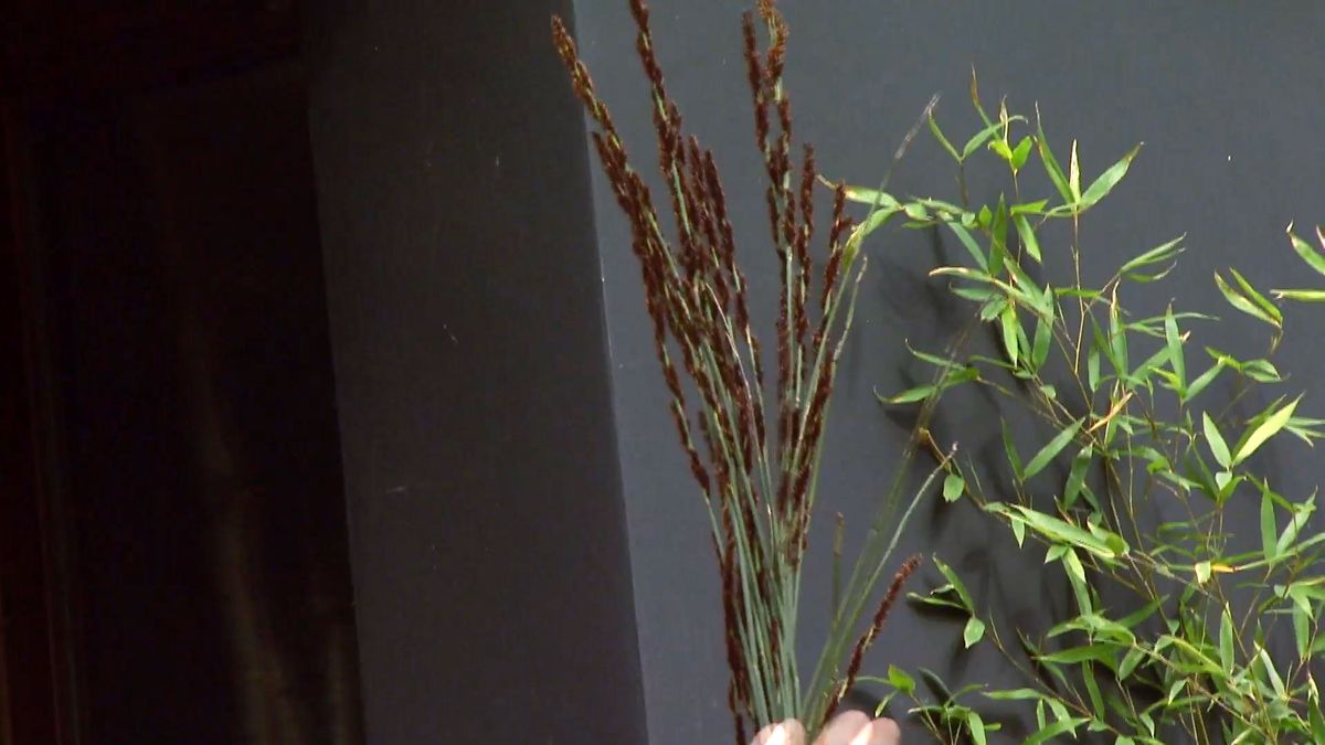 deco 651 restio planta rustica espigas