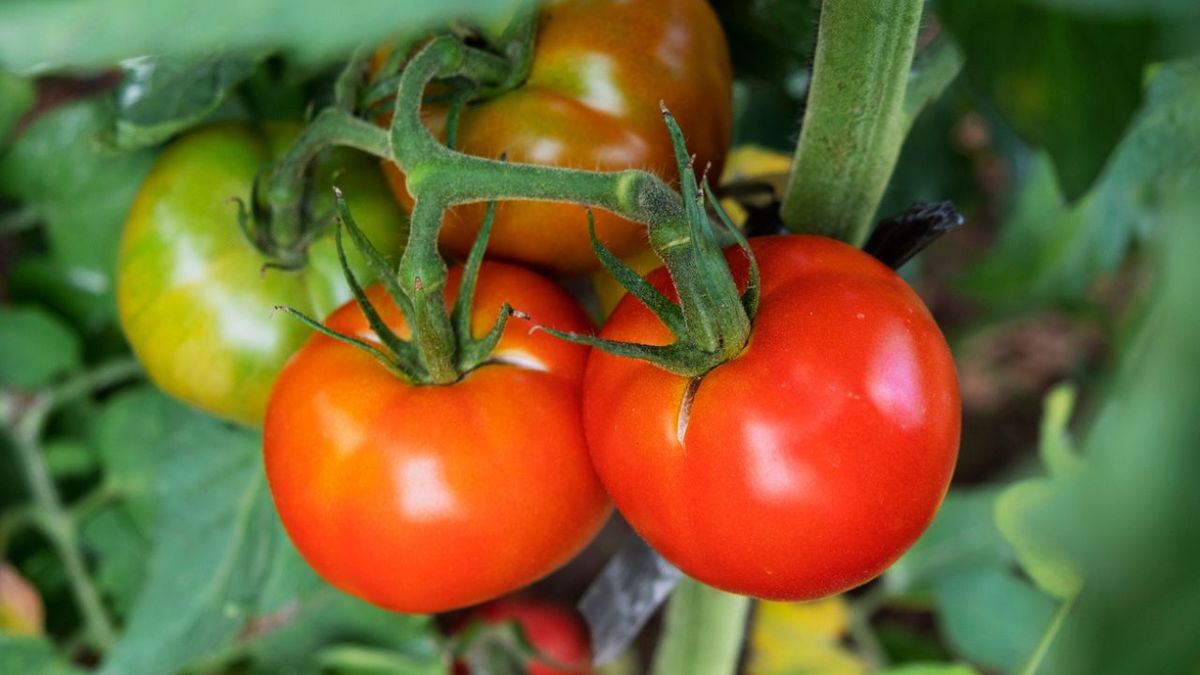 como cultivar tomates en la huerta