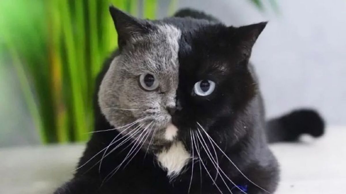 gatos quimera narnia