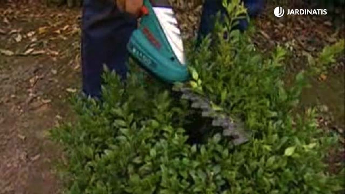 poda del boj brico 470