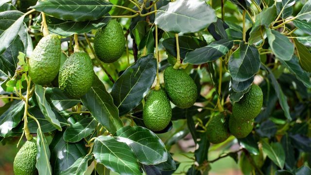 aguacatero persea americana