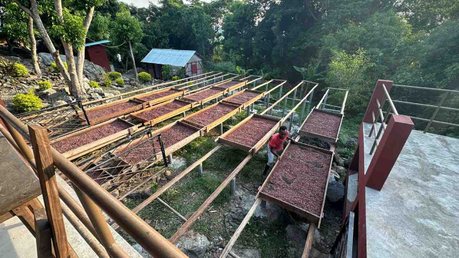 La empresa Amari elabora chocolate tree to bar, controlando el proceso desde el árbol hasta la tableta