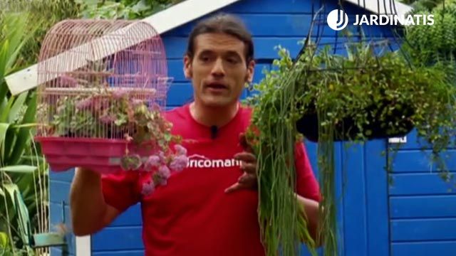 reutilizar jaula pajaros como macetero colgante suculentas