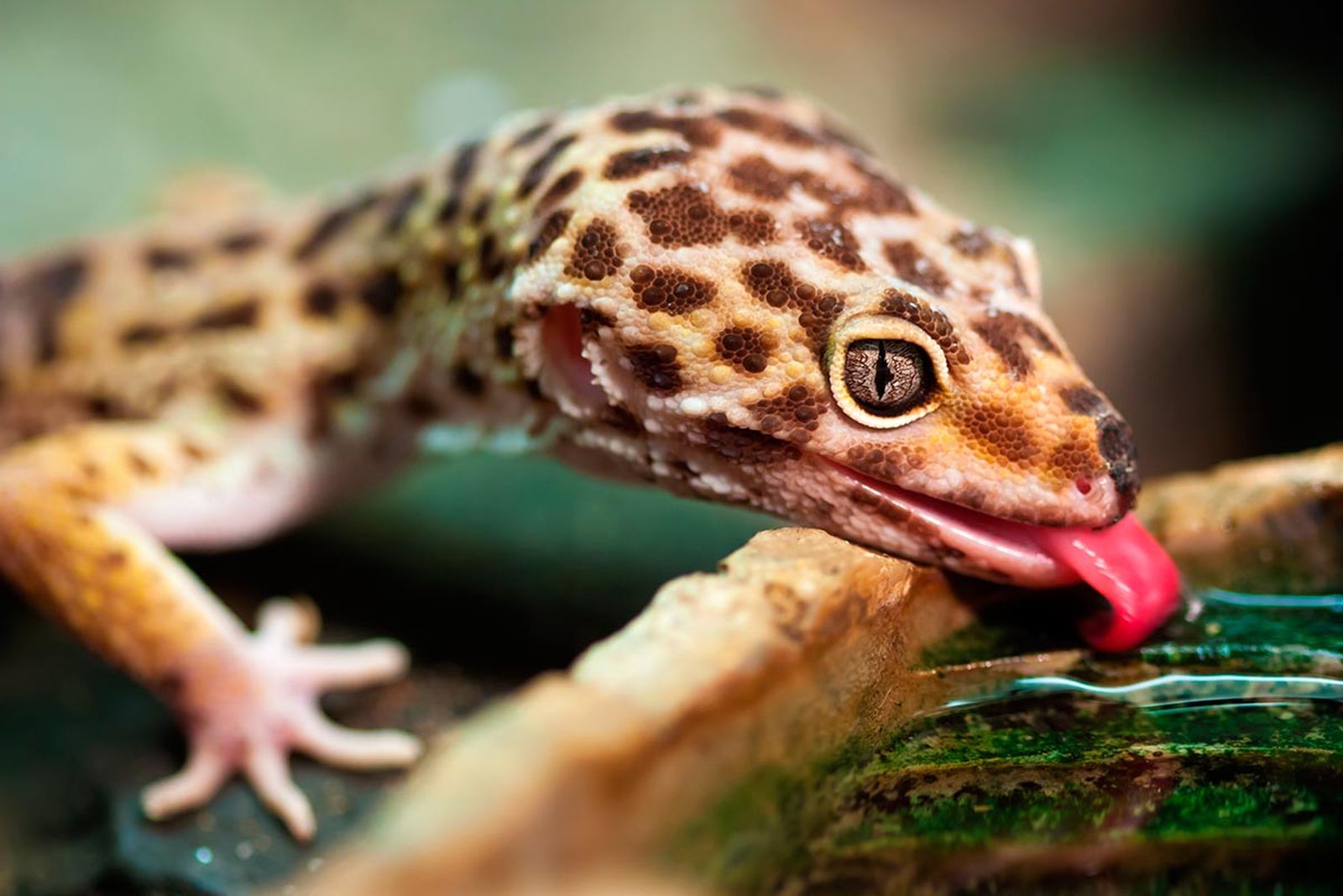 mascotas reptiles gecko leopardo1