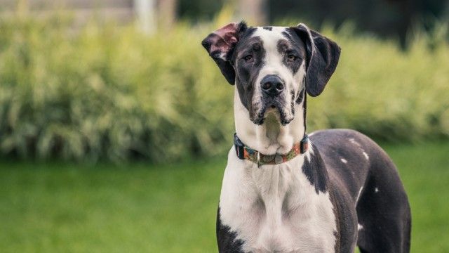 cuantas razas de perros hay 14