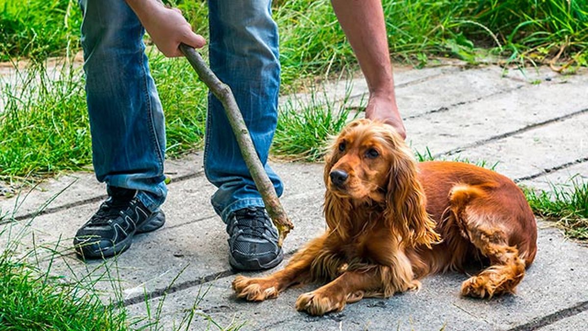mascotas maltrato animal denuncia