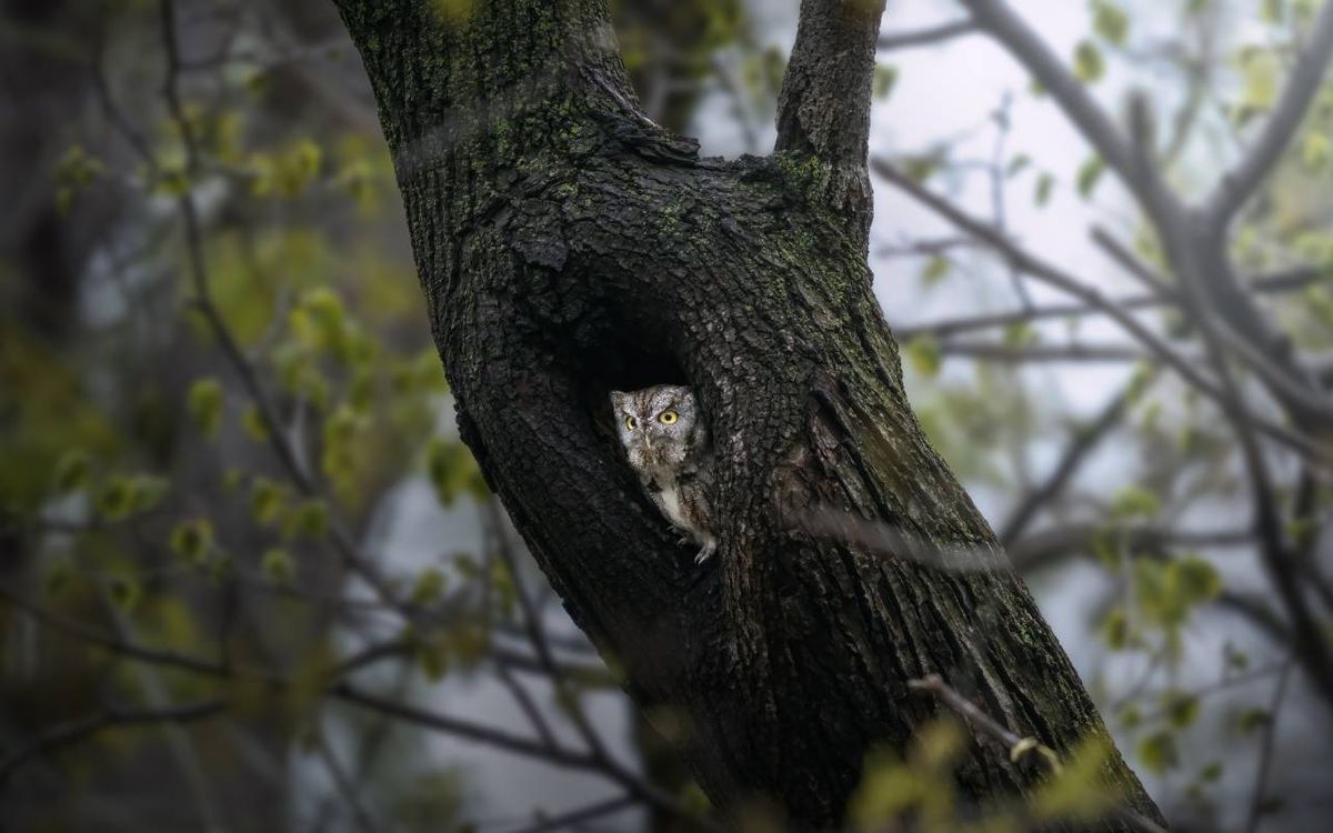 Son populares por sus garras afiladas, su visión adaptada a la oscuridad y su sigiloso vuelo.