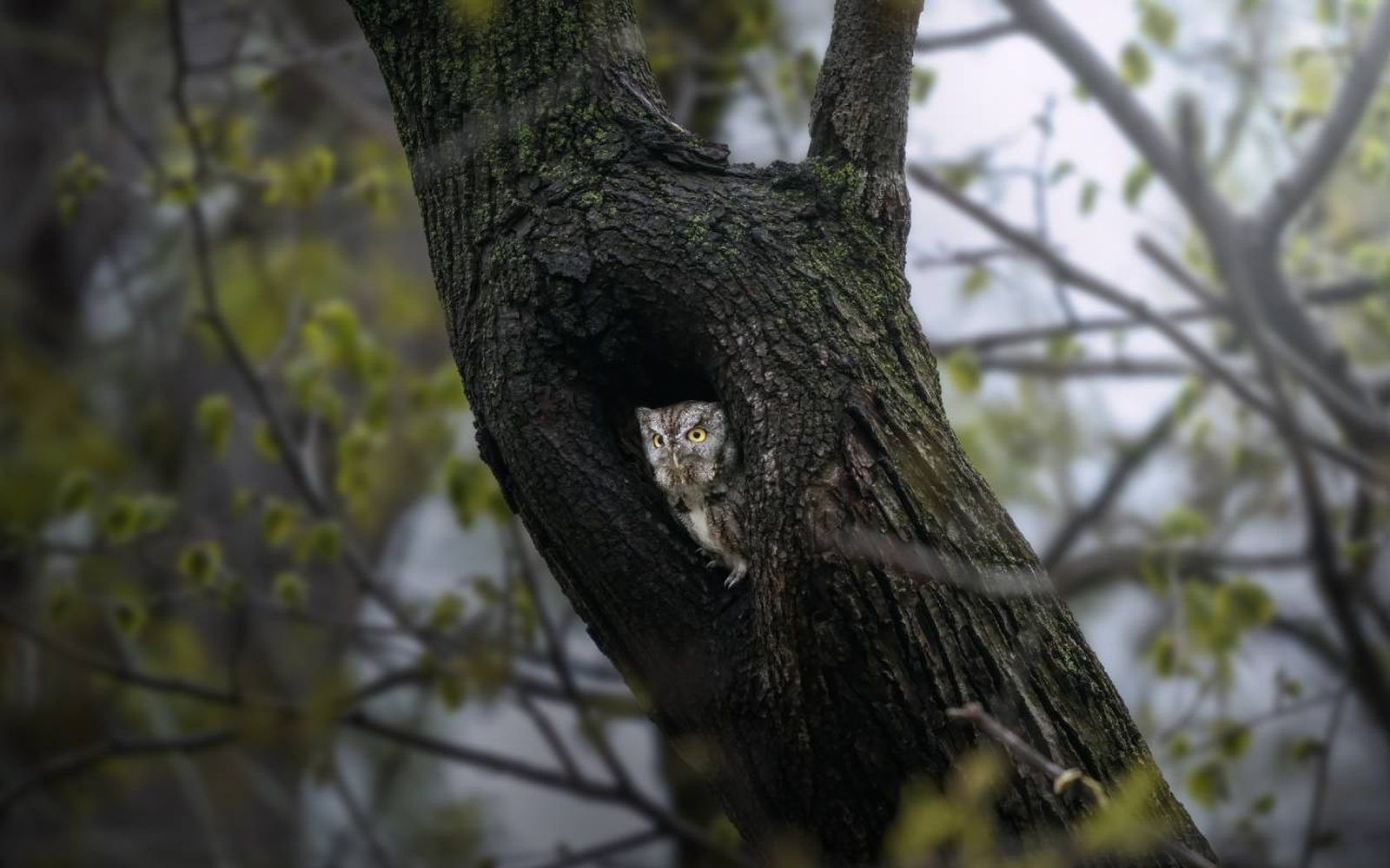 Son populares por sus garras afiladas, su visión adaptada a la oscuridad y su sigiloso vuelo.