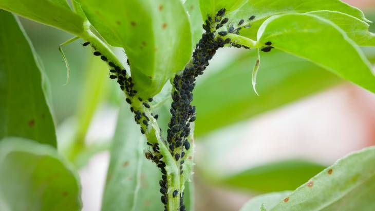 Los insectos tienen una especial importancia en el medio ambiente
