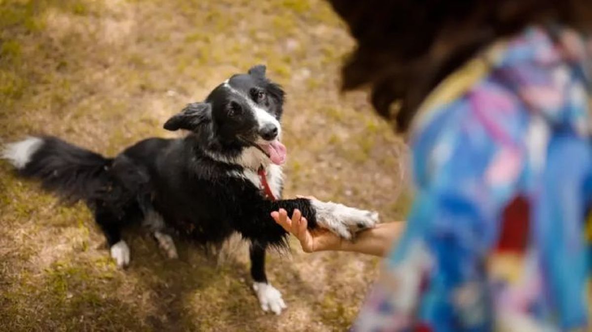 como curar las heridas en las almohadillas de los perros 6