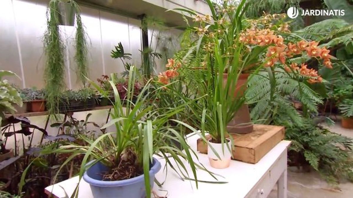 deco 681 orquideas invierno detalle final