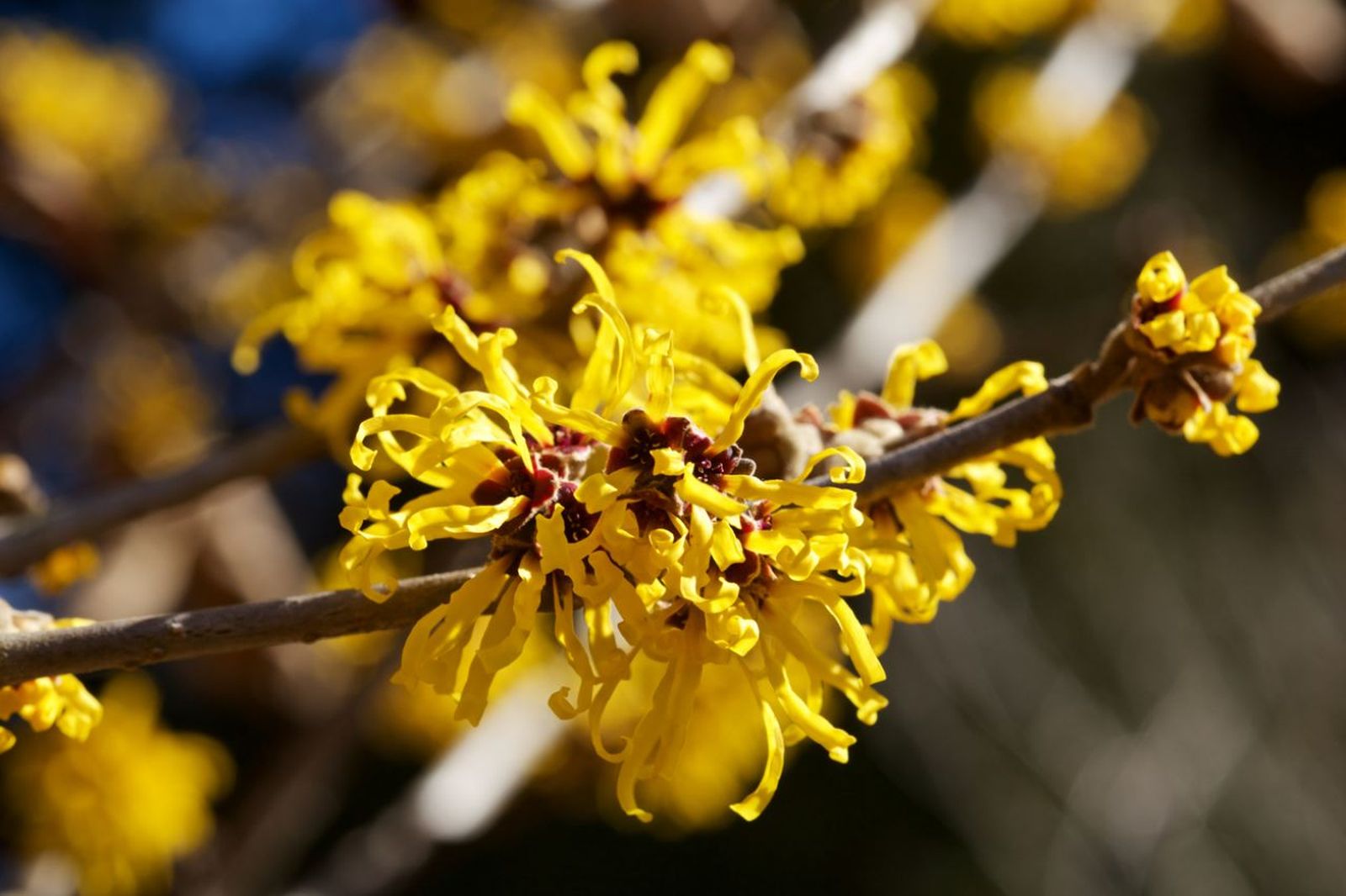 El hamamelis o escoba de bruja tiene un aroma embriagador