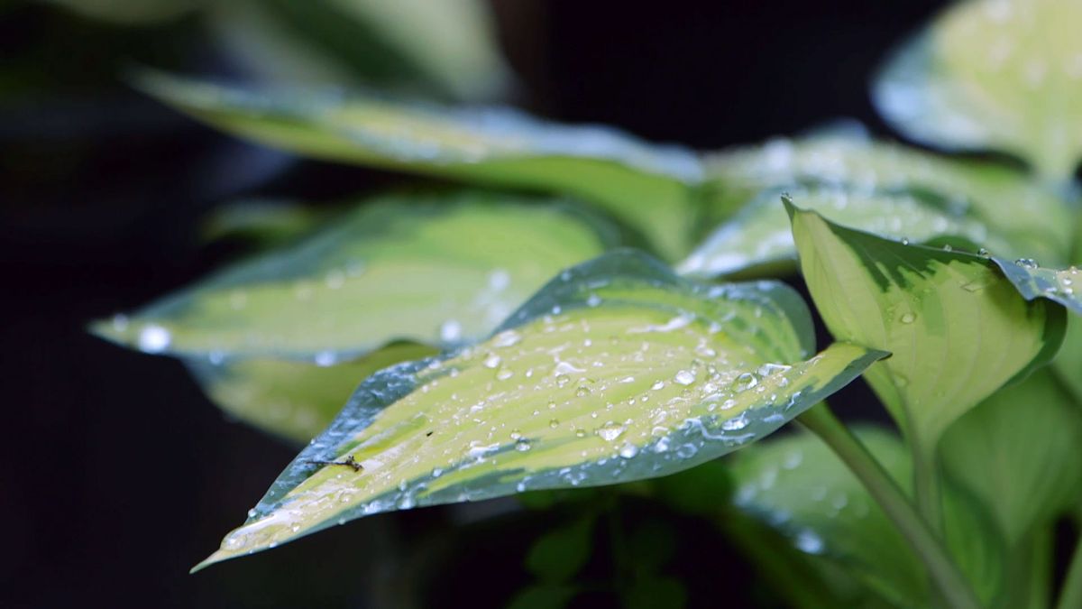 brico 0913 3 variedades hostas hermosas hoja
