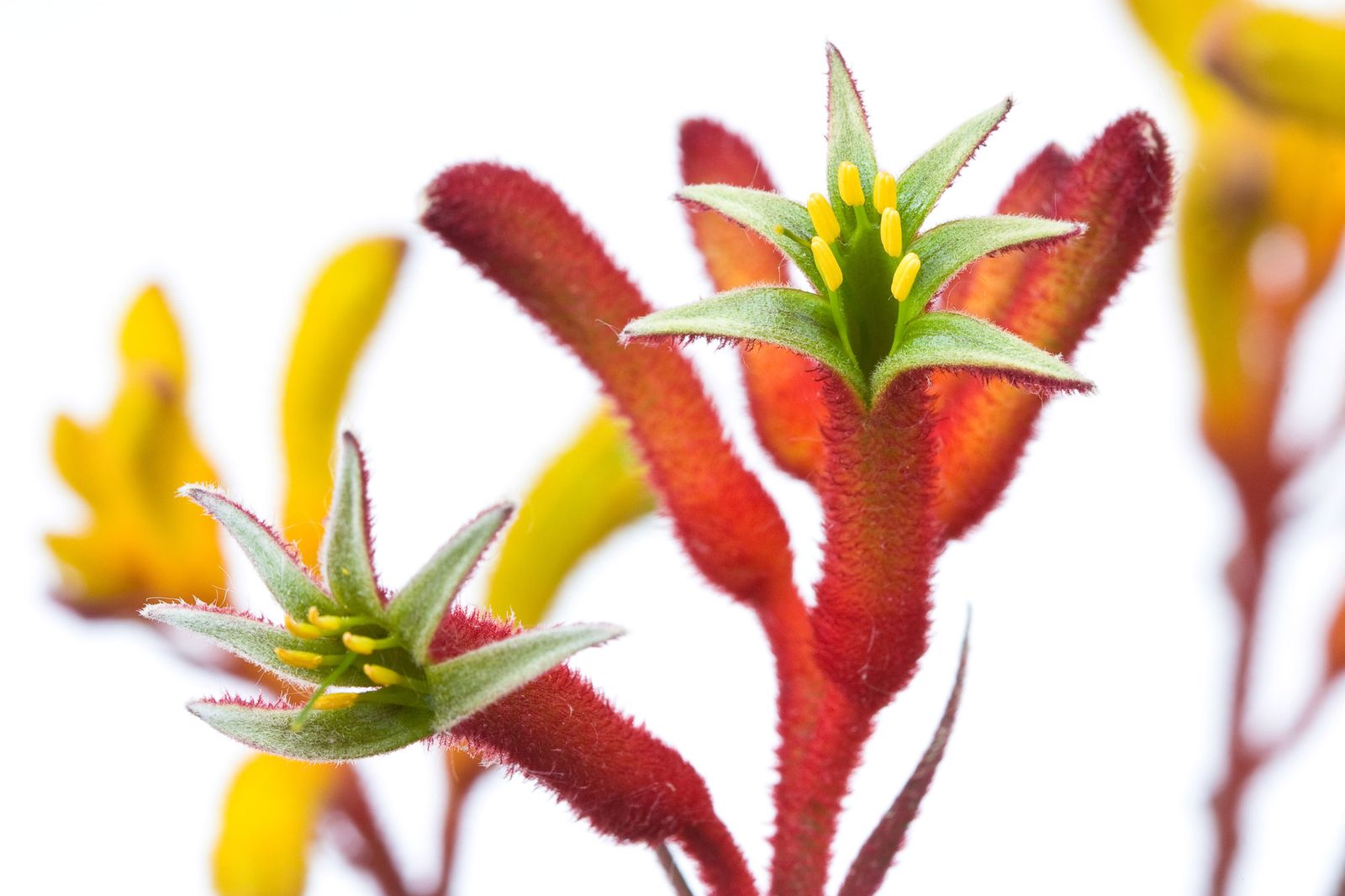 Anigozanthos
