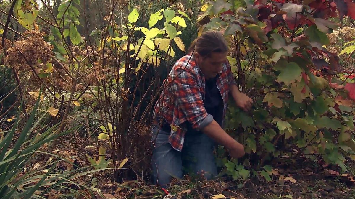 DEKO0719 jardineria hortensia hoja roble hoja chupones