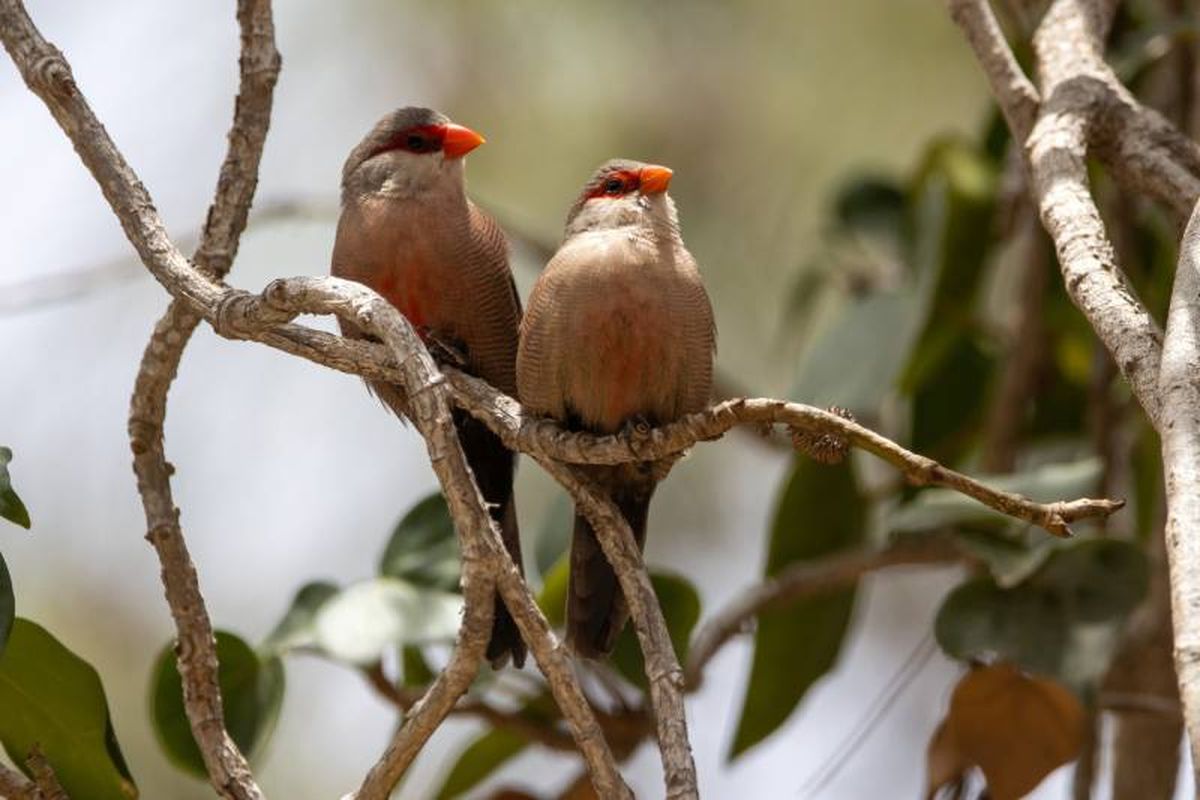 Para garantizar el bienestar de estas aves es importante crear un entorno adecuado.