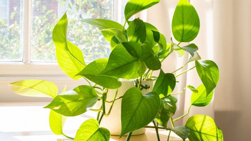Epipremnum pinnatum.
