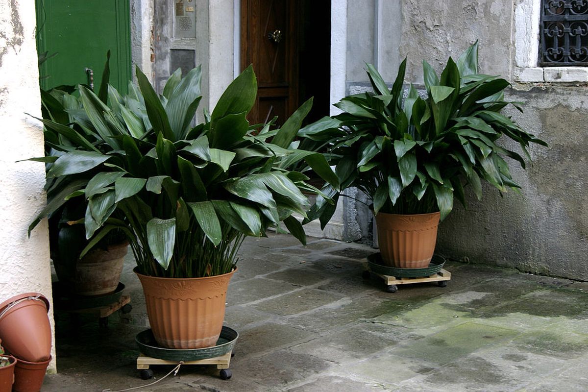 Aspidistra Nino Barbieri