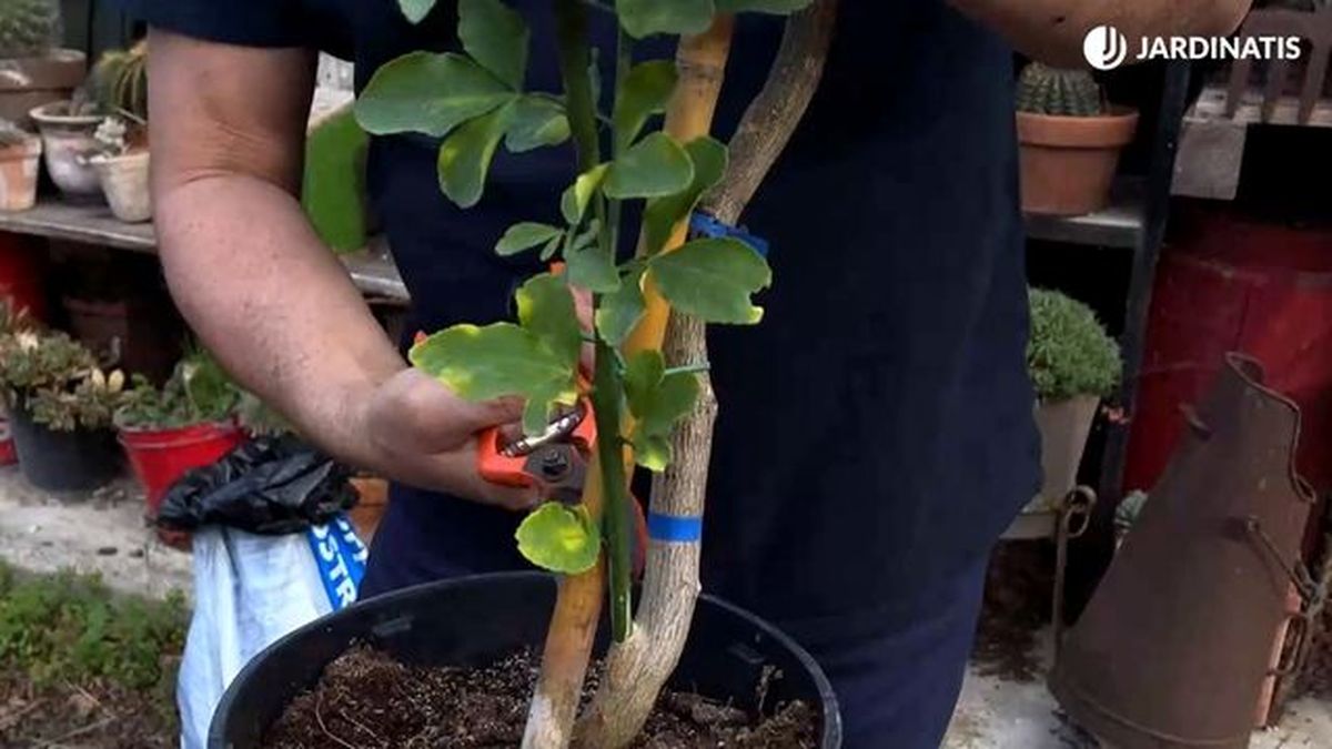 eliminar rama del patron del limonero jardinatis 23 32