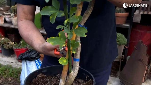 eliminar rama del patron del limonero jardinatis 23 32