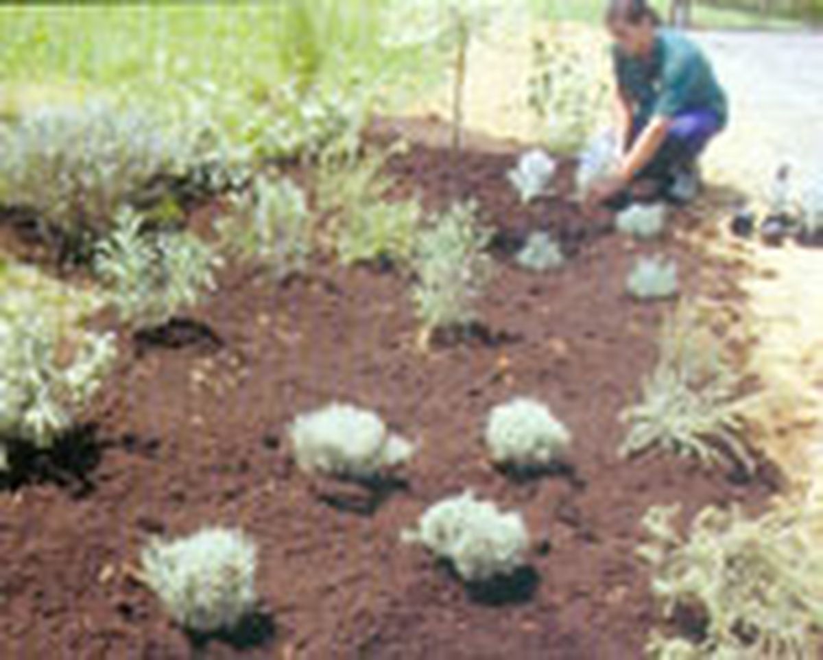 parterre arbustos follaje gris 6