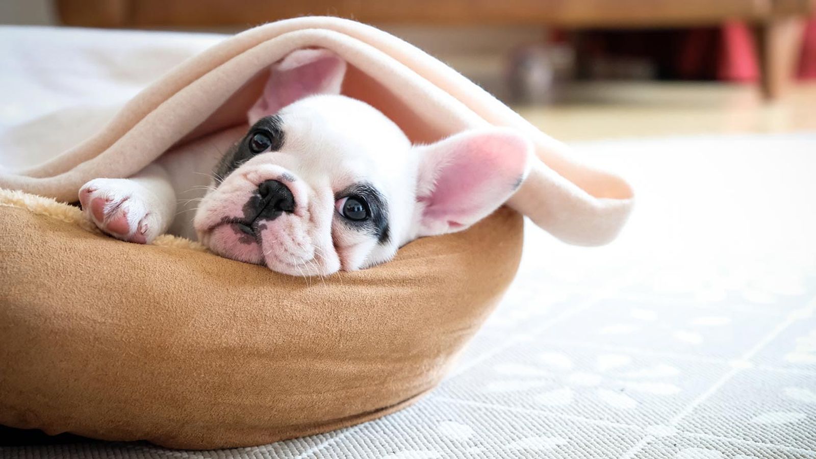 mantitas economicas perros gatos portada