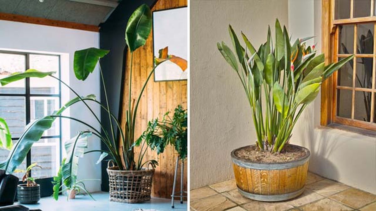 ave del paraiso planta tropical de interior y exterior