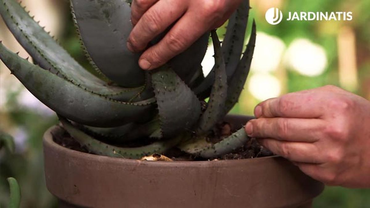 977 jardineria aloe vera esquejes