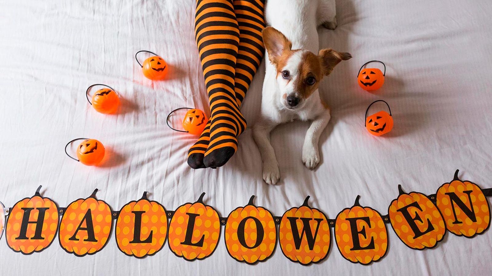 ideas halloween mascotas portada