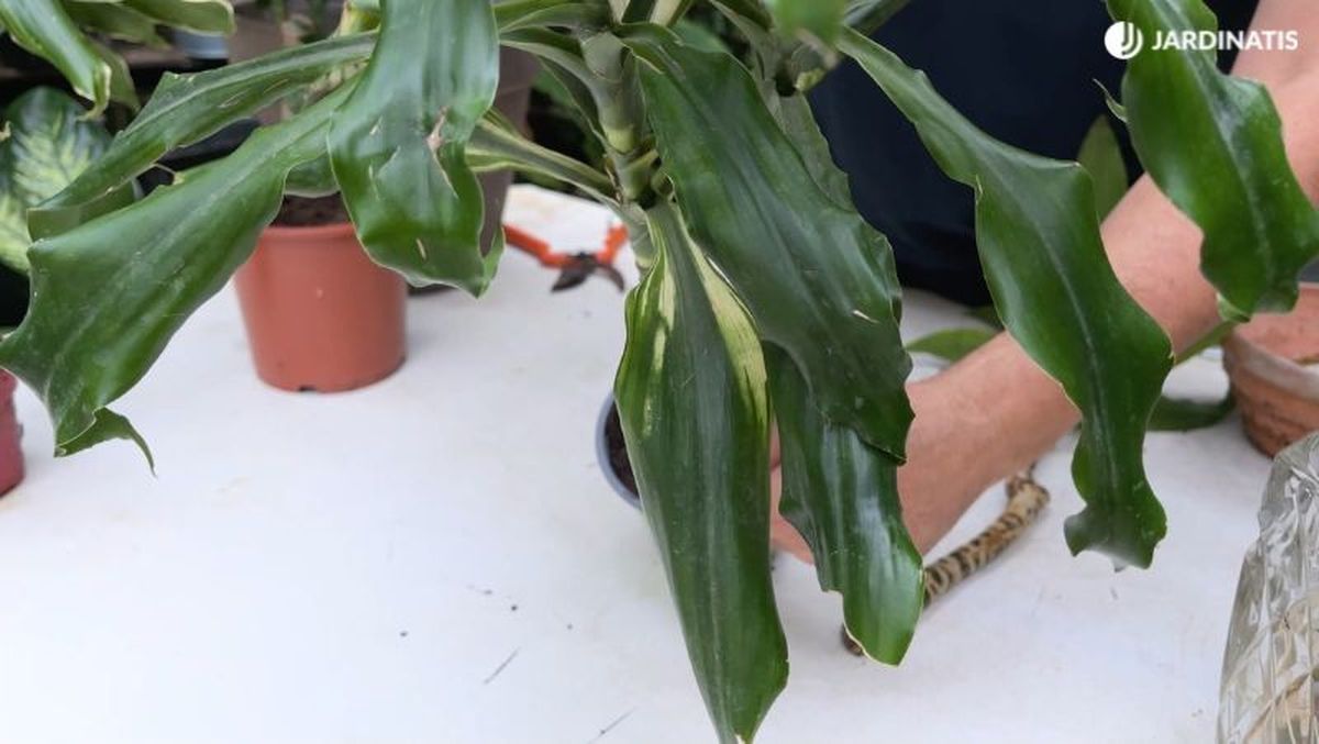 Analiza el estado de las hojas del tronco de Brasil