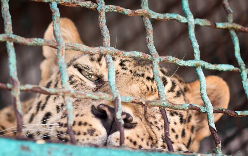 La vida dentro una jaula difícilmente se puede considerar como una verdadera vida para estos animales