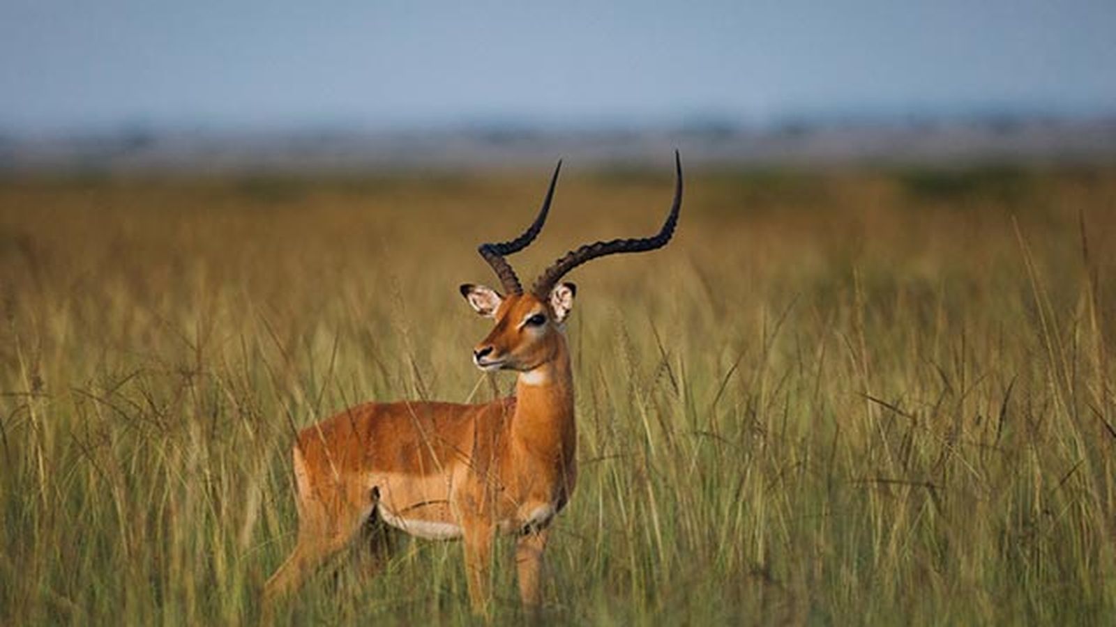 antilope
