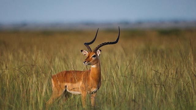 antilope