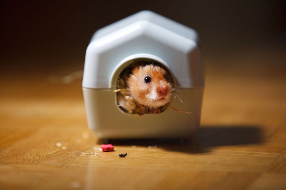el idioma de los hamster mirar desde su casa