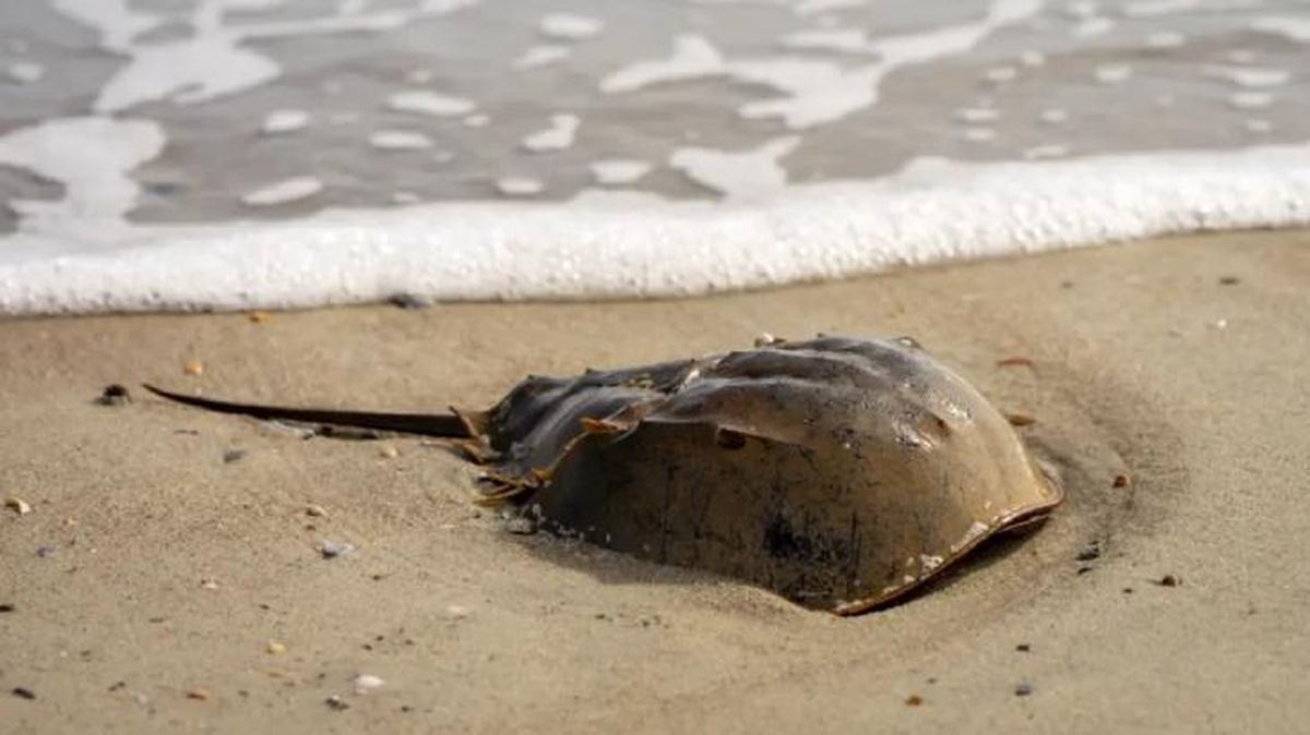 animales que empiezan por x xifosuro